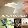 Bird Sounds - Soothing Bird Sounds